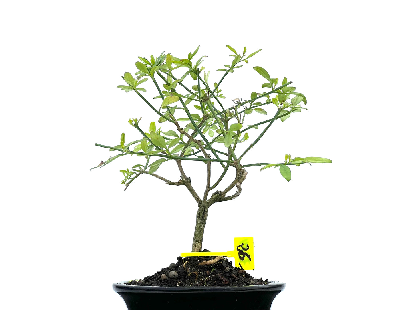 Jasminum Nodiflorum 3714