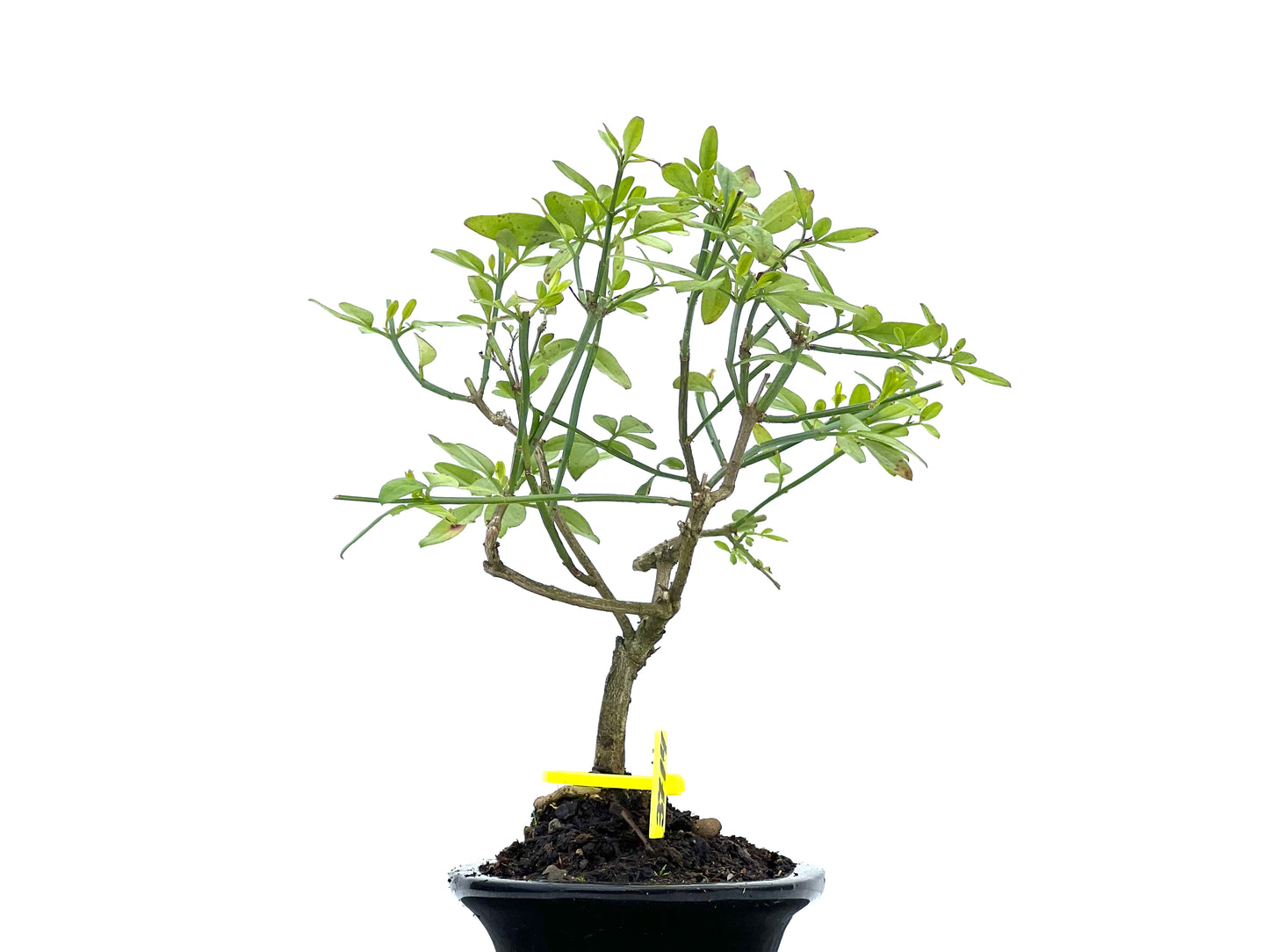 Jasminum Nodiflorum 3714