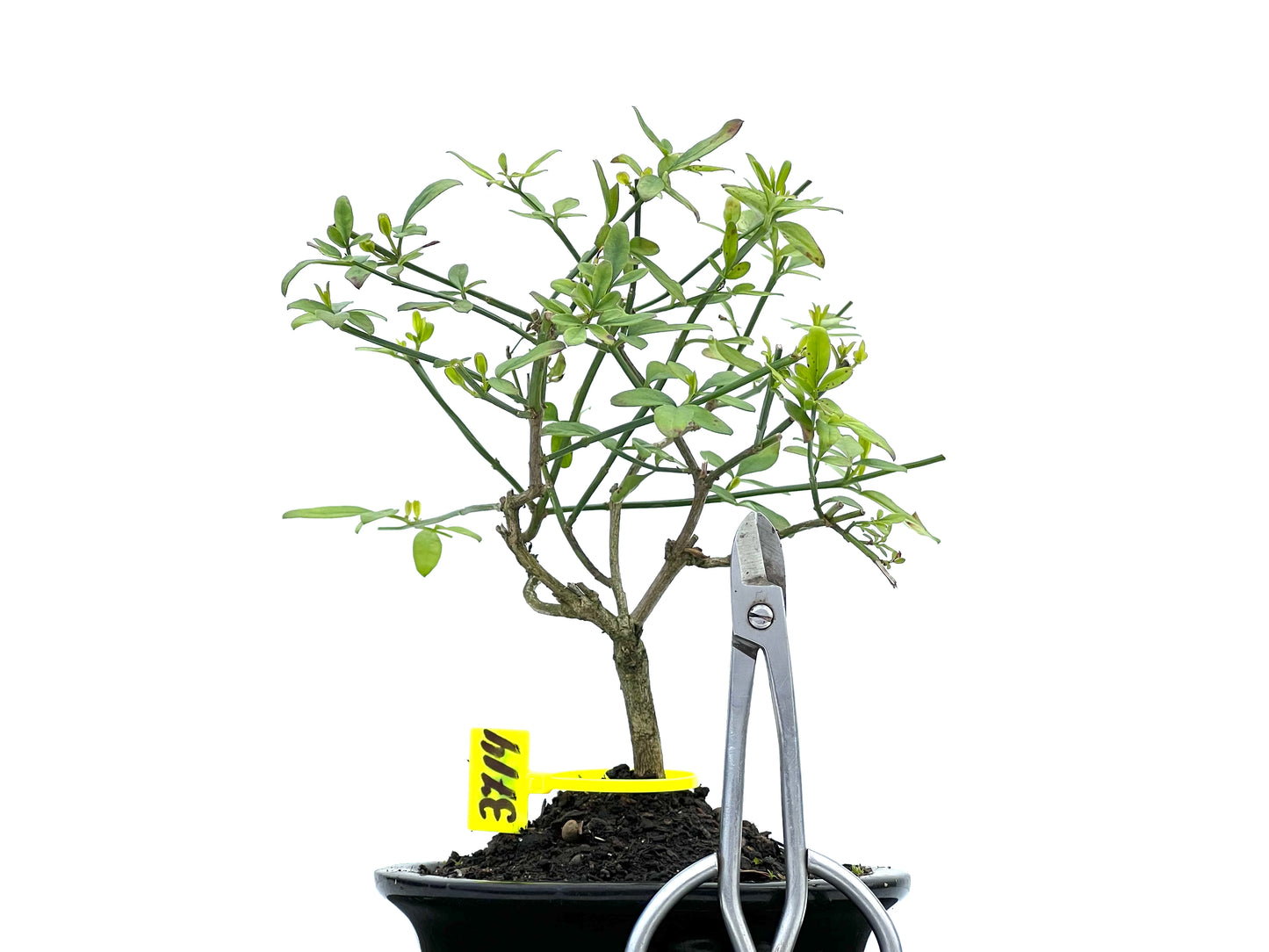 Jasminum Nodiflorum 3714