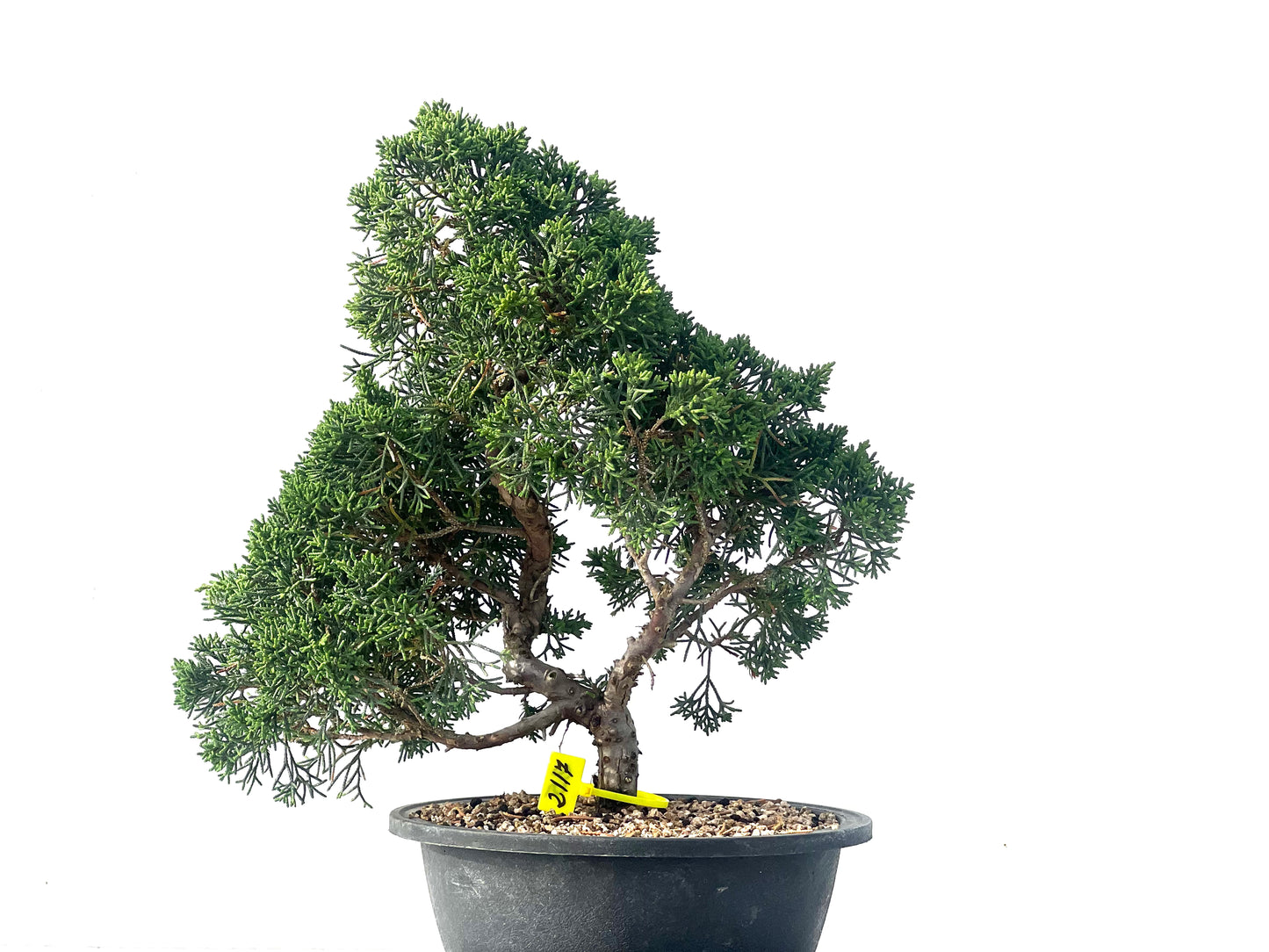 Juniperus Chinensis Kyshu 2117