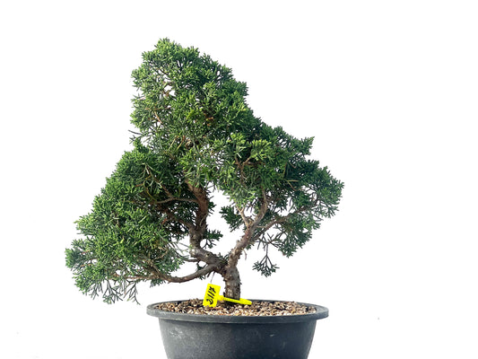 Juniperus Chinensis Kyshu 2117