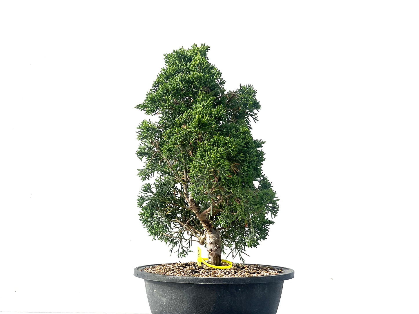Juniperus Chinensis Kyshu 2117