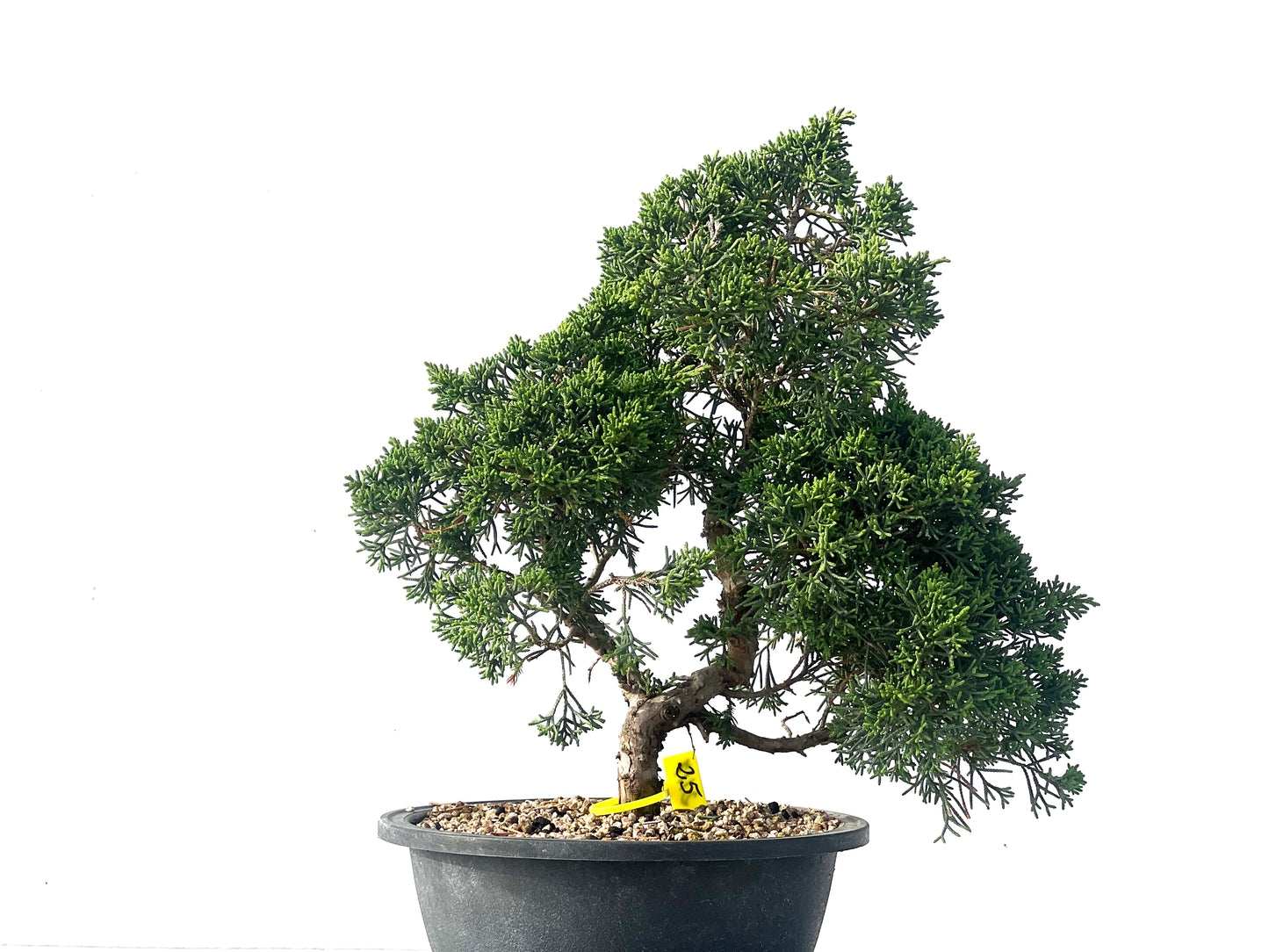 Juniperus Chinensis Kyshu 2117