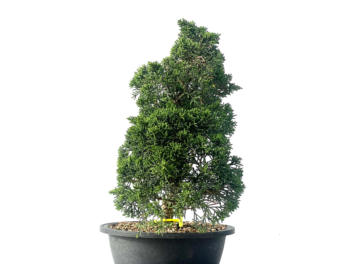 Juniperus Chinensis Kyshu 2117