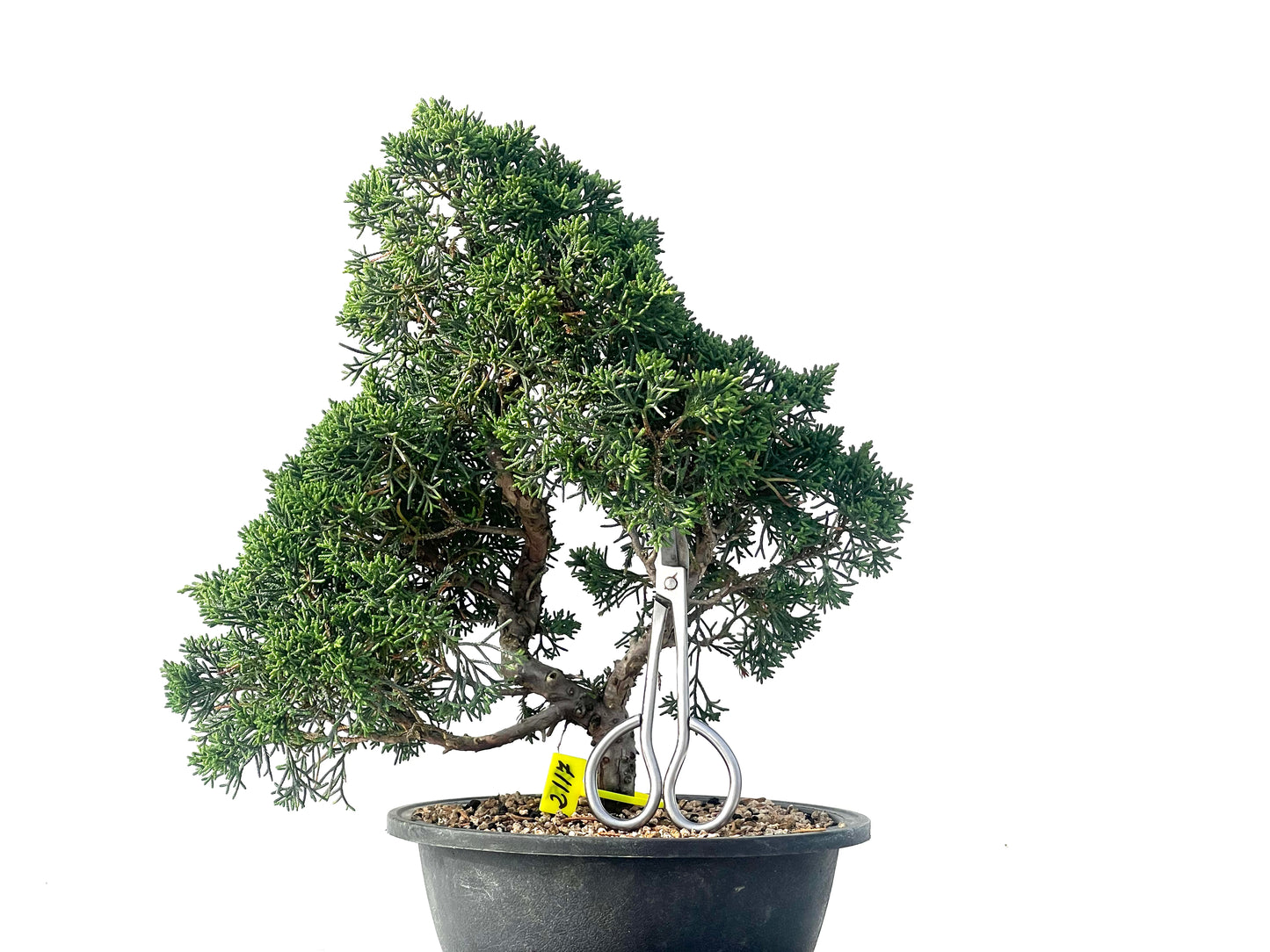 Juniperus Chinensis Kyshu 2117