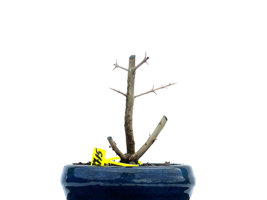 Punica Granatum Nejikan 3715