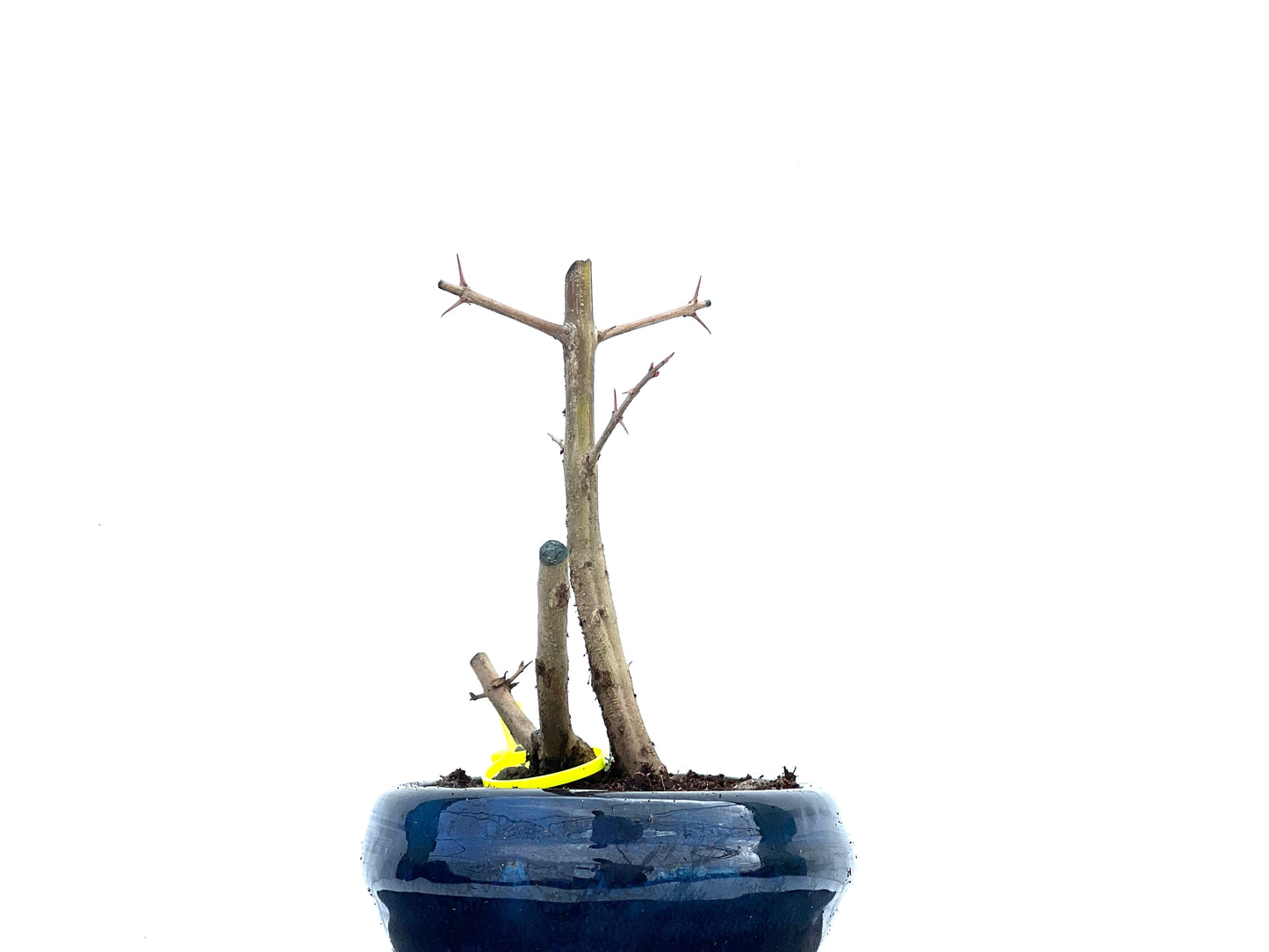Punica Granatum Nejikan 3715