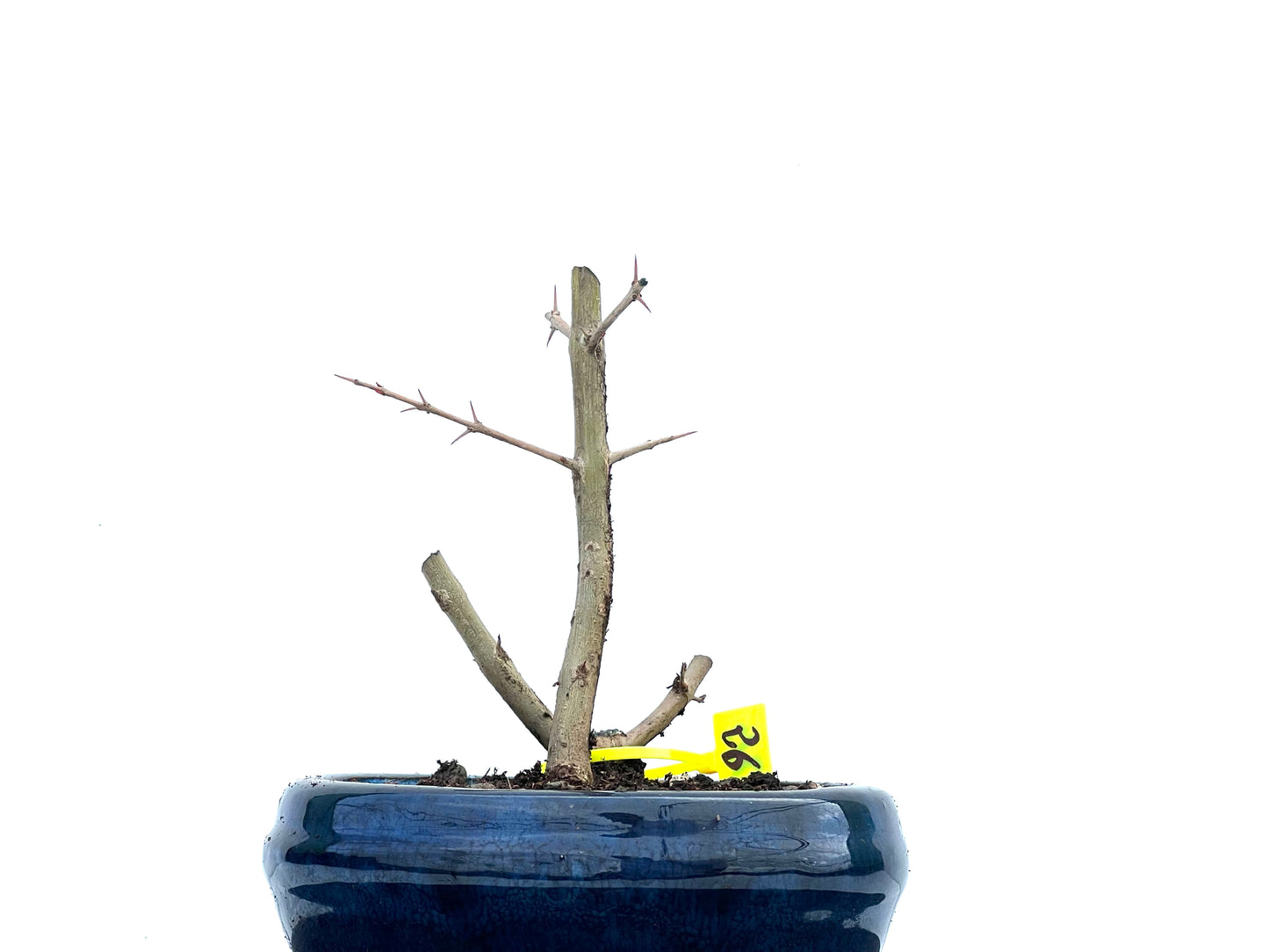 Punica Granatum Nejikan 3715