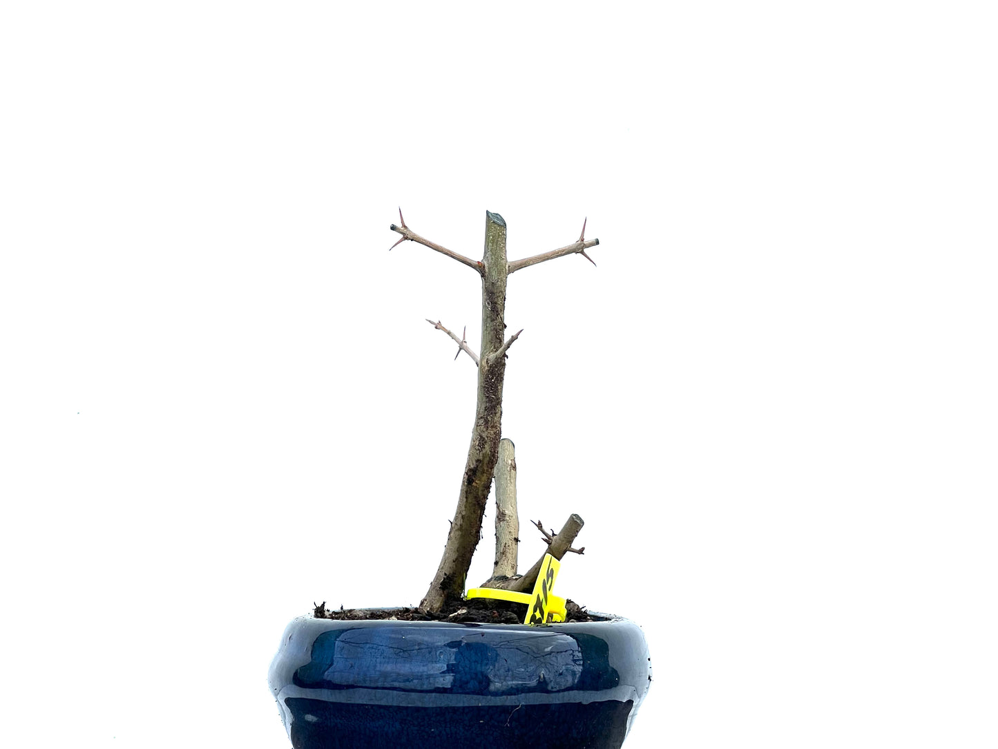 Punica Granatum Nejikan 3715