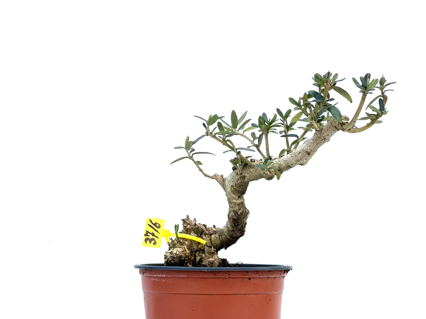 Olea Europaea Sylvestris 3716