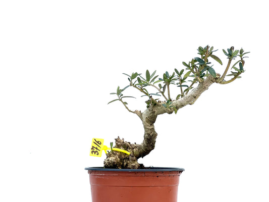 Olea Europaea Sylvestris 3716