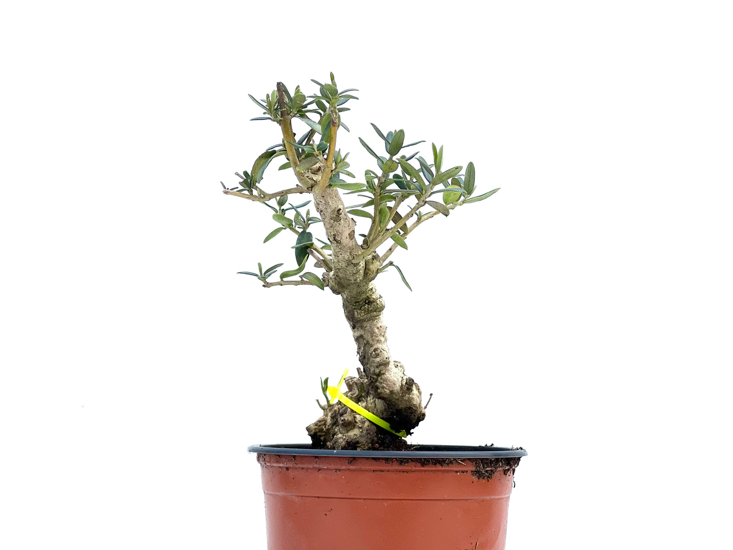 Olea Europaea Sylvestris 3716