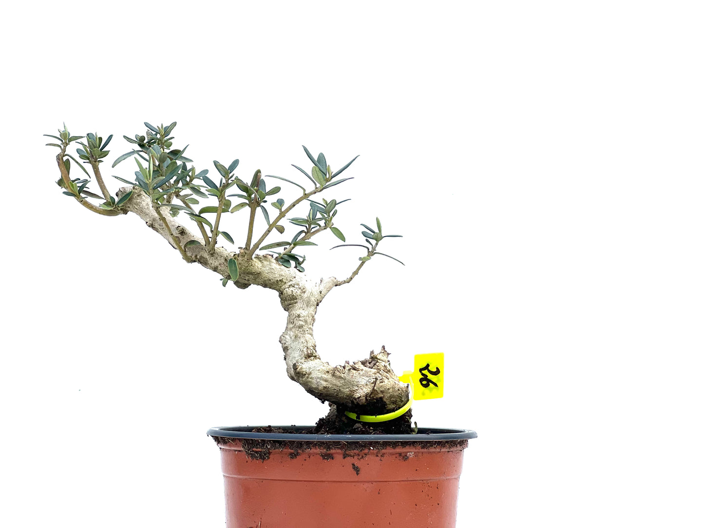 Olea Europaea Sylvestris 3716