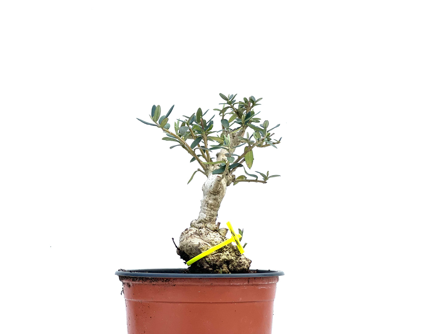 Olea Europaea Sylvestris 3716