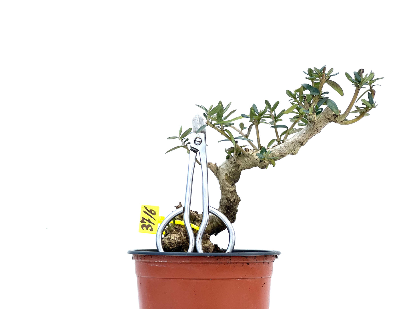 Olea Europaea Sylvestris 3716