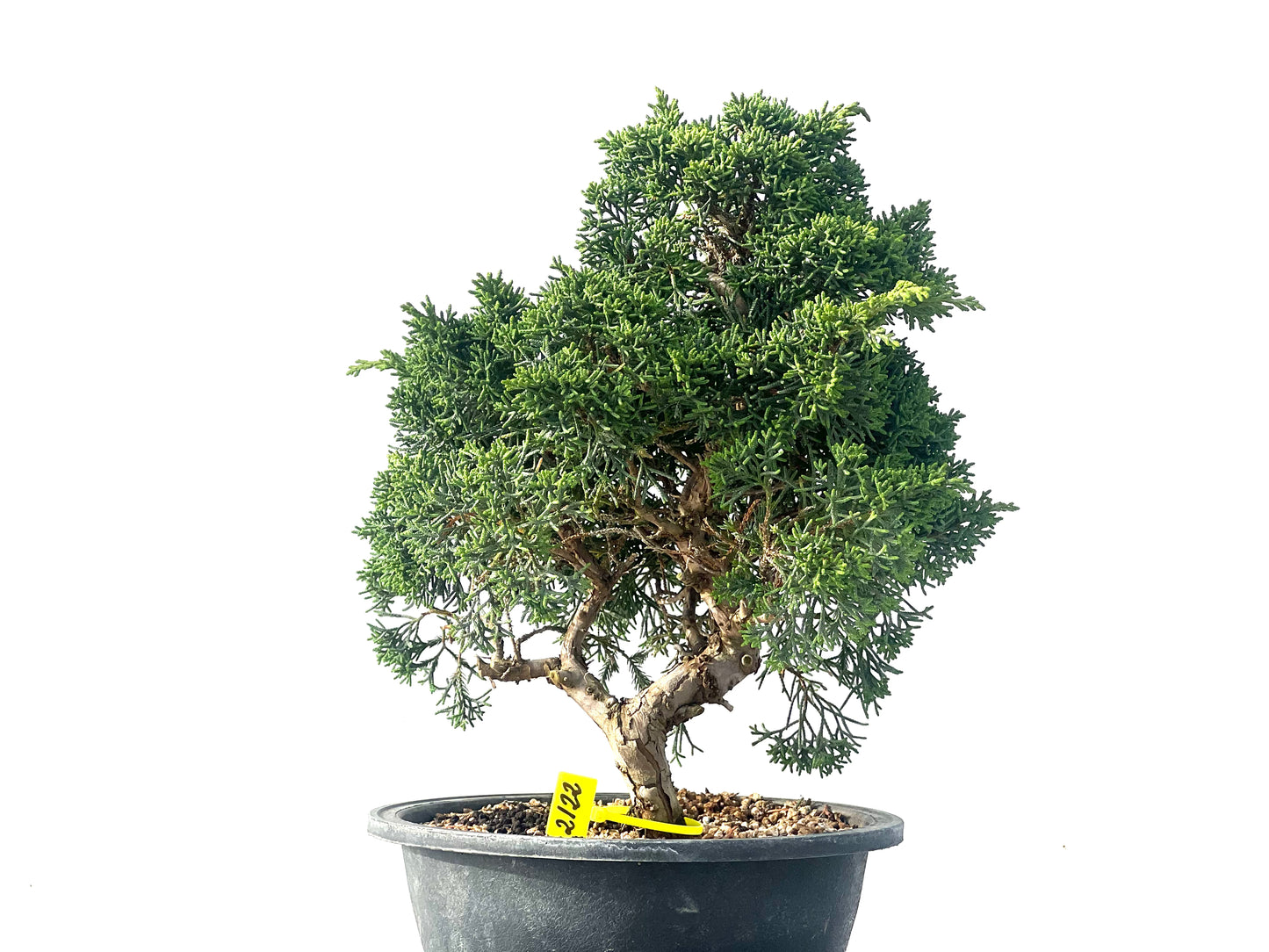 Juniperus Chinensis Kyshu 2122
