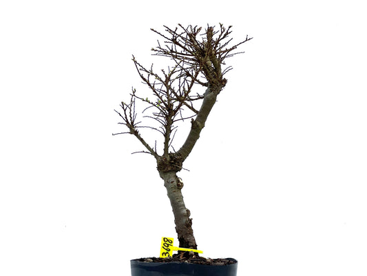 Ulmus Hokkaido 3698