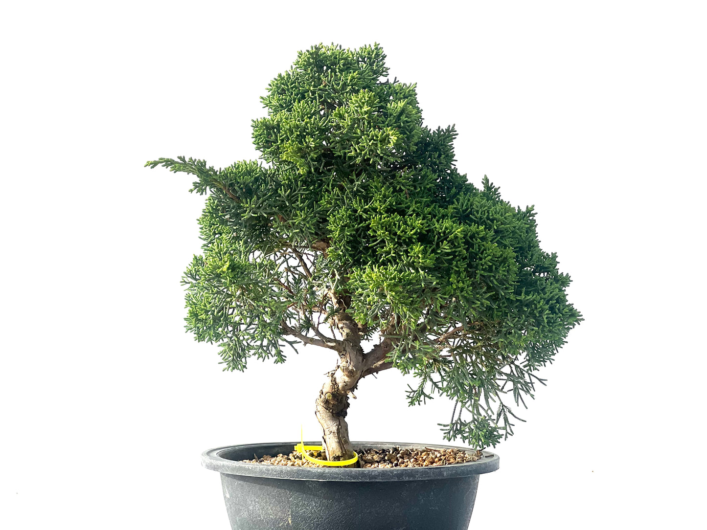 Juniperus Chinensis Kyshu 2122