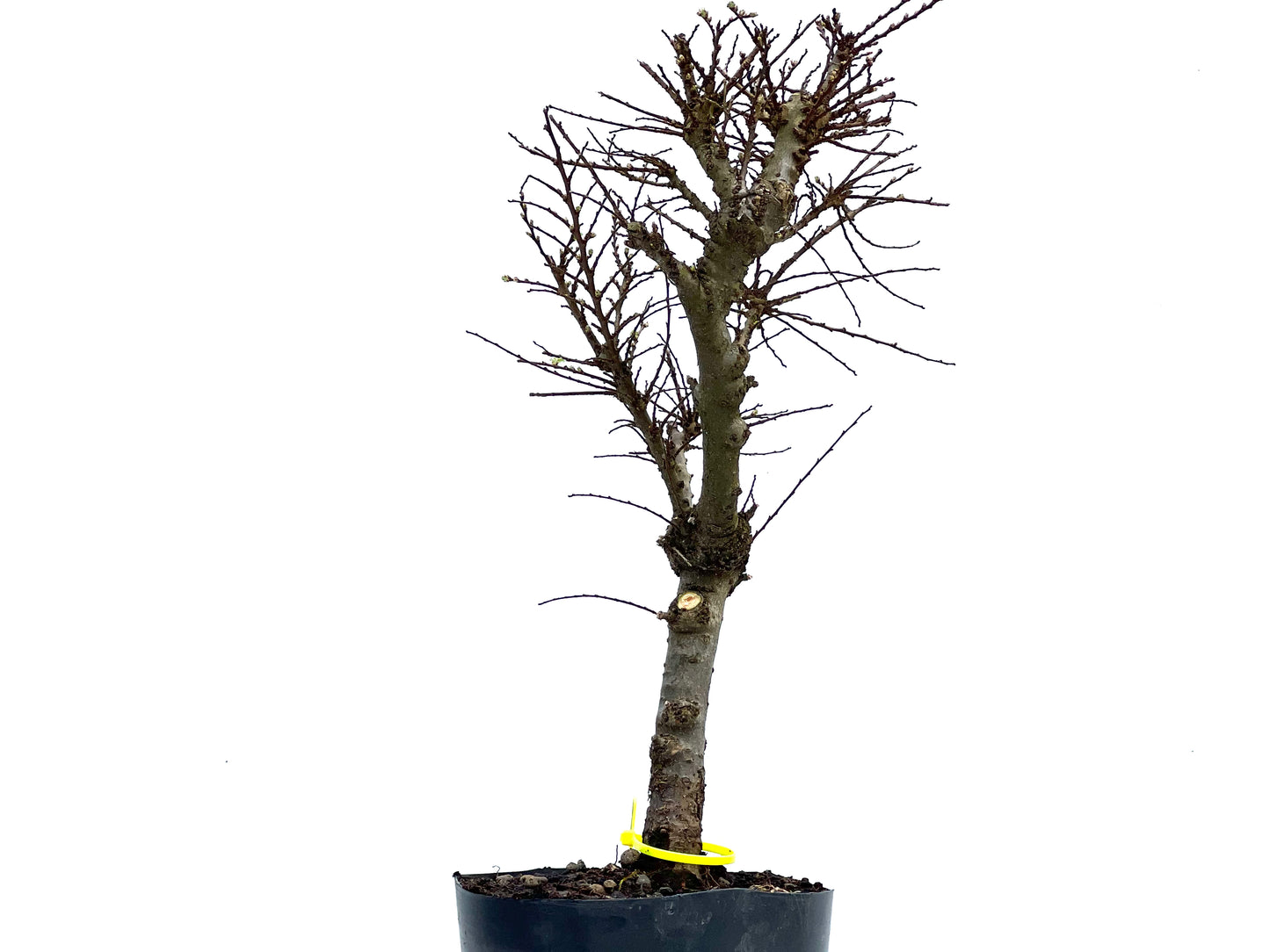 Ulmus Hokkaido 3698