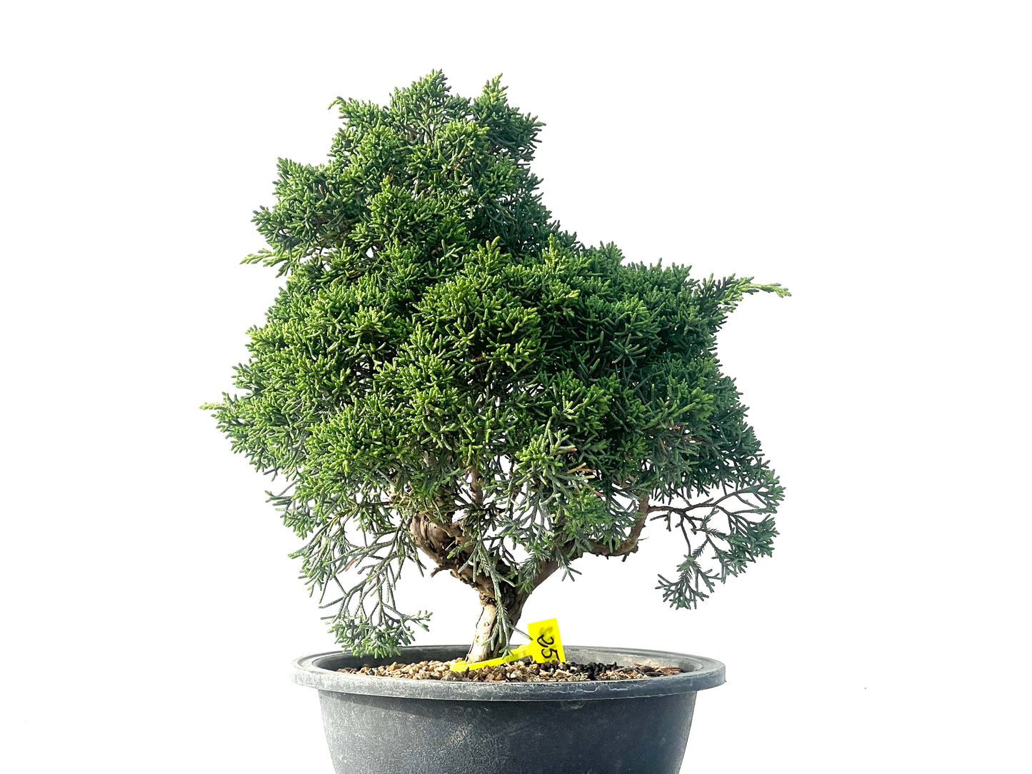 Juniperus Chinensis Kyshu 2122