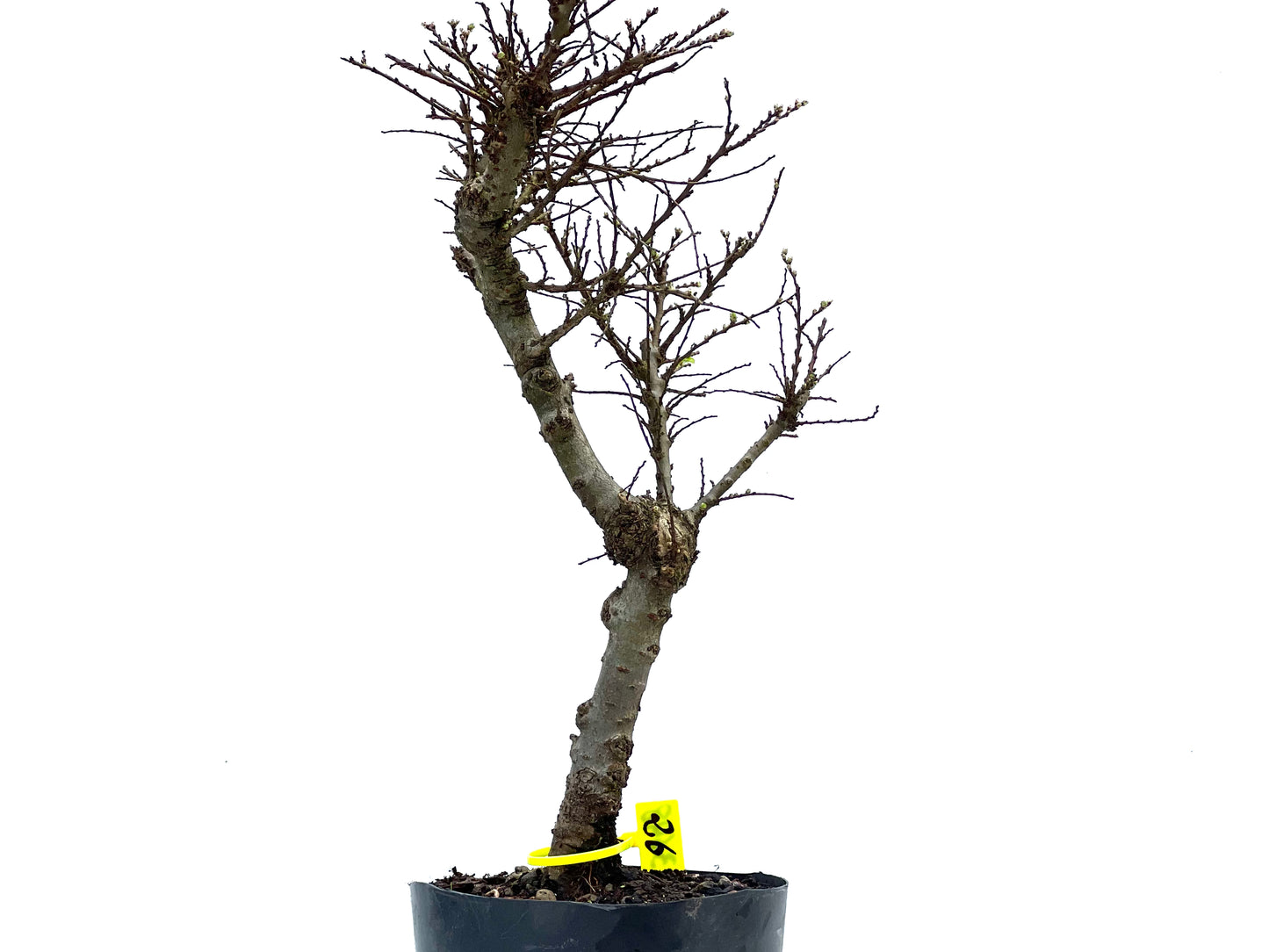 Ulmus Hokkaido 3698