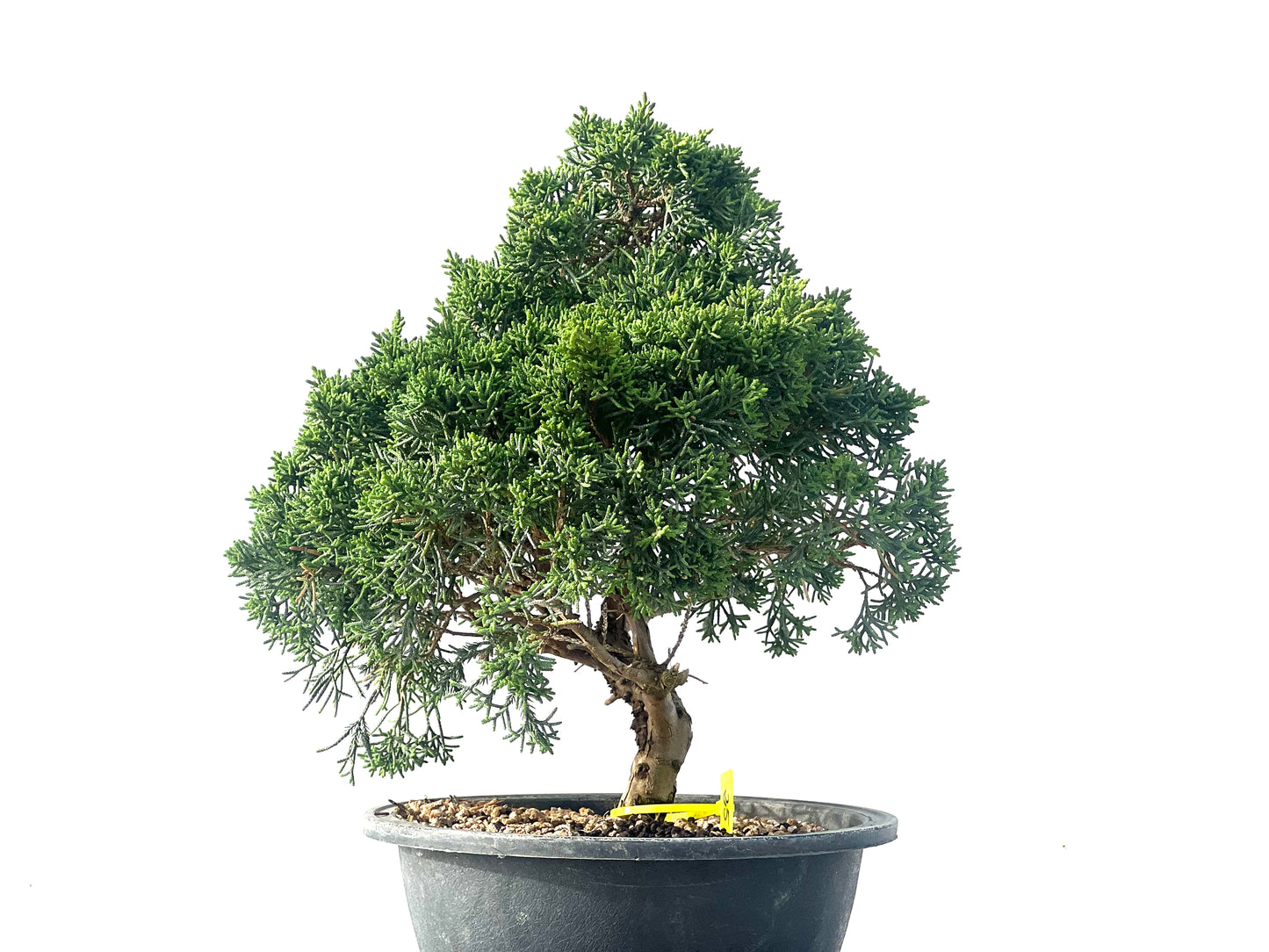 Juniperus Chinensis Kyshu 2122