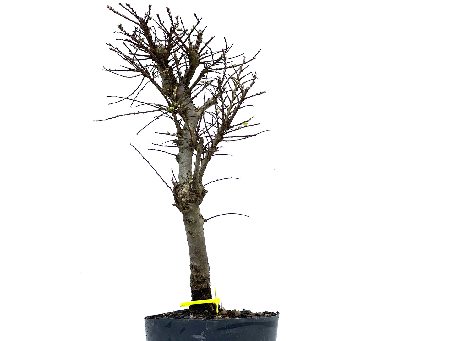 Ulmus Hokkaido 3698