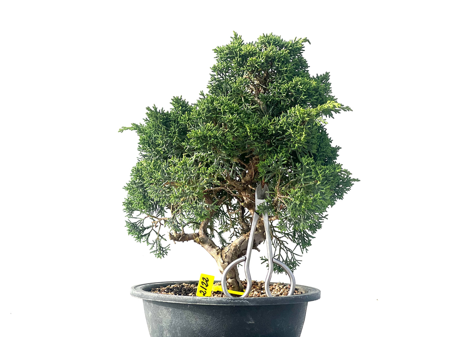 Juniperus Chinensis Kyshu 2122