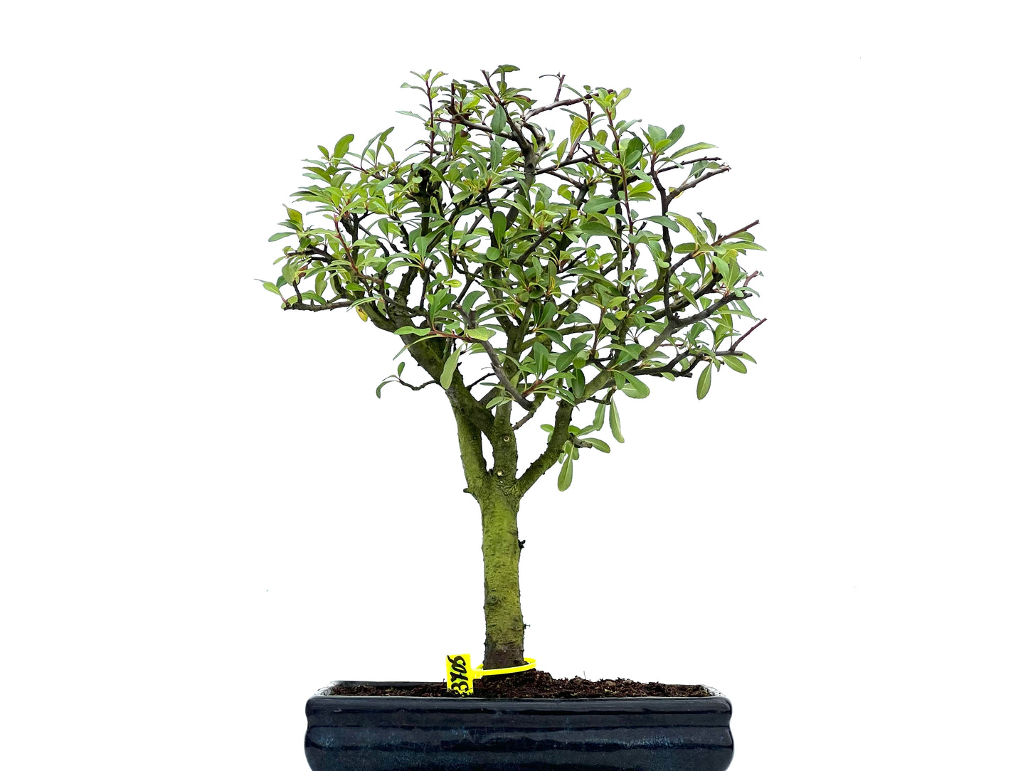 Pyracantha 3705