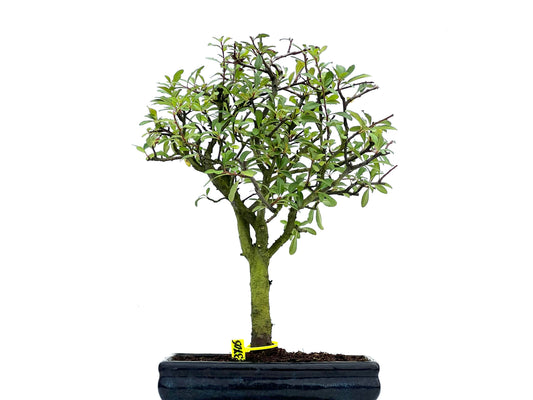 Pyracantha 3705