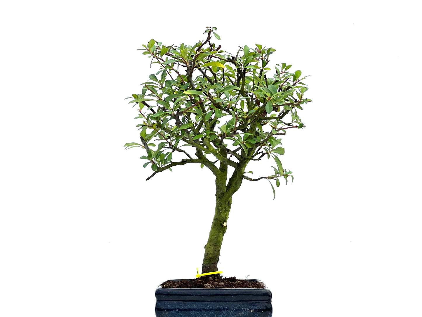 Pyracantha 3705