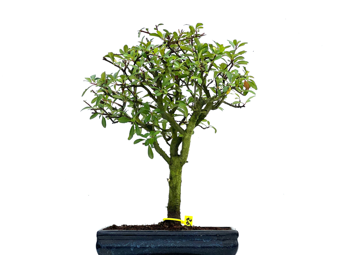 Pyracantha 3705