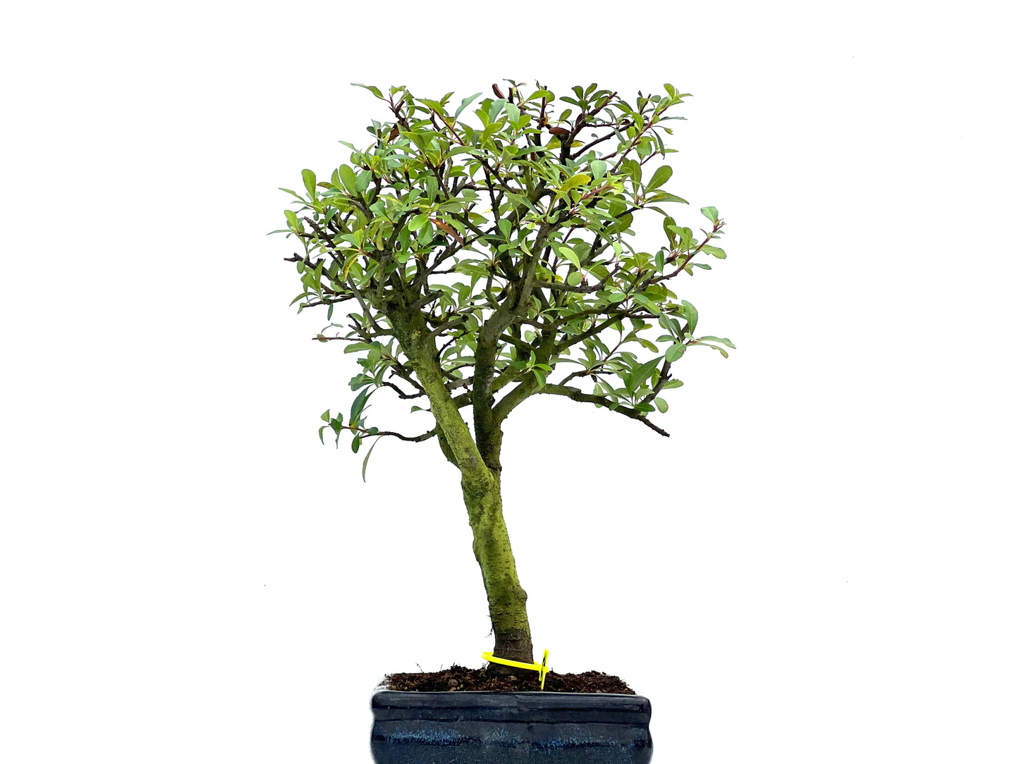 Pyracantha 3705