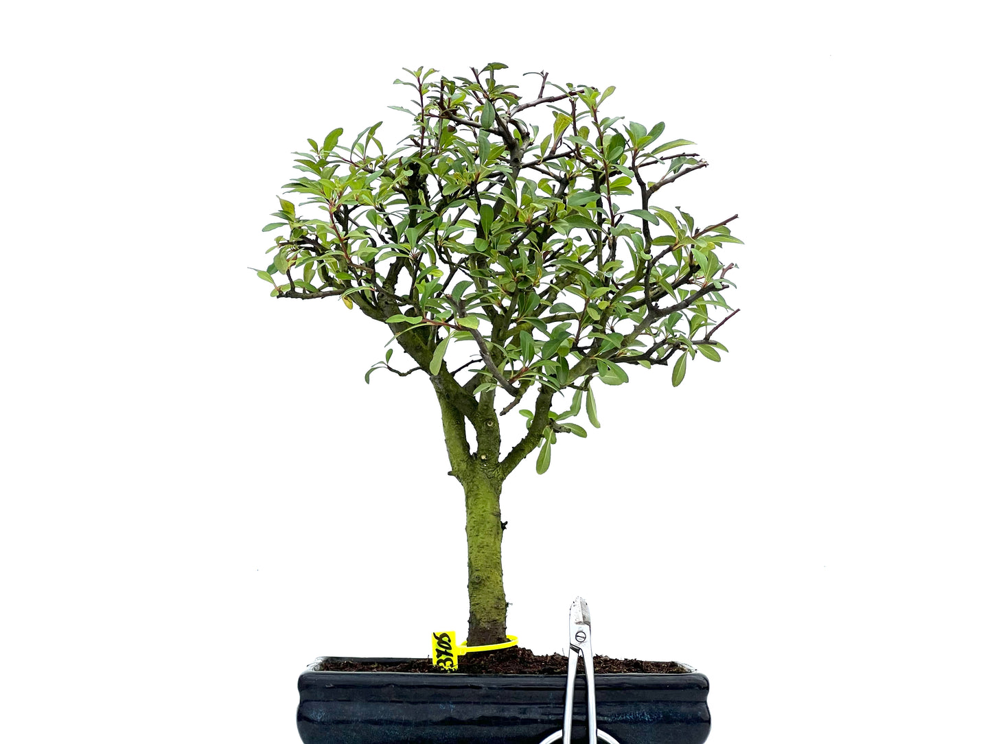 Pyracantha 3705