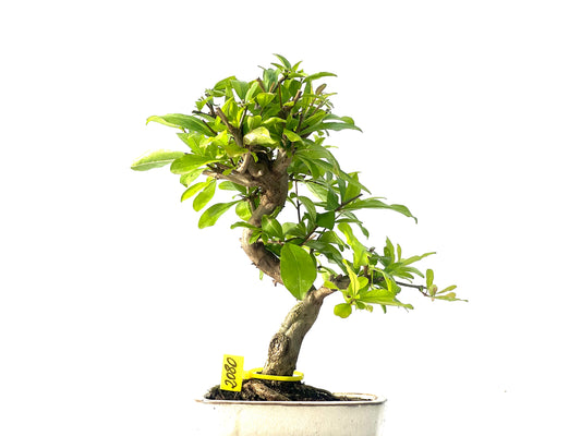 Punica Granatum Nejikan 2080