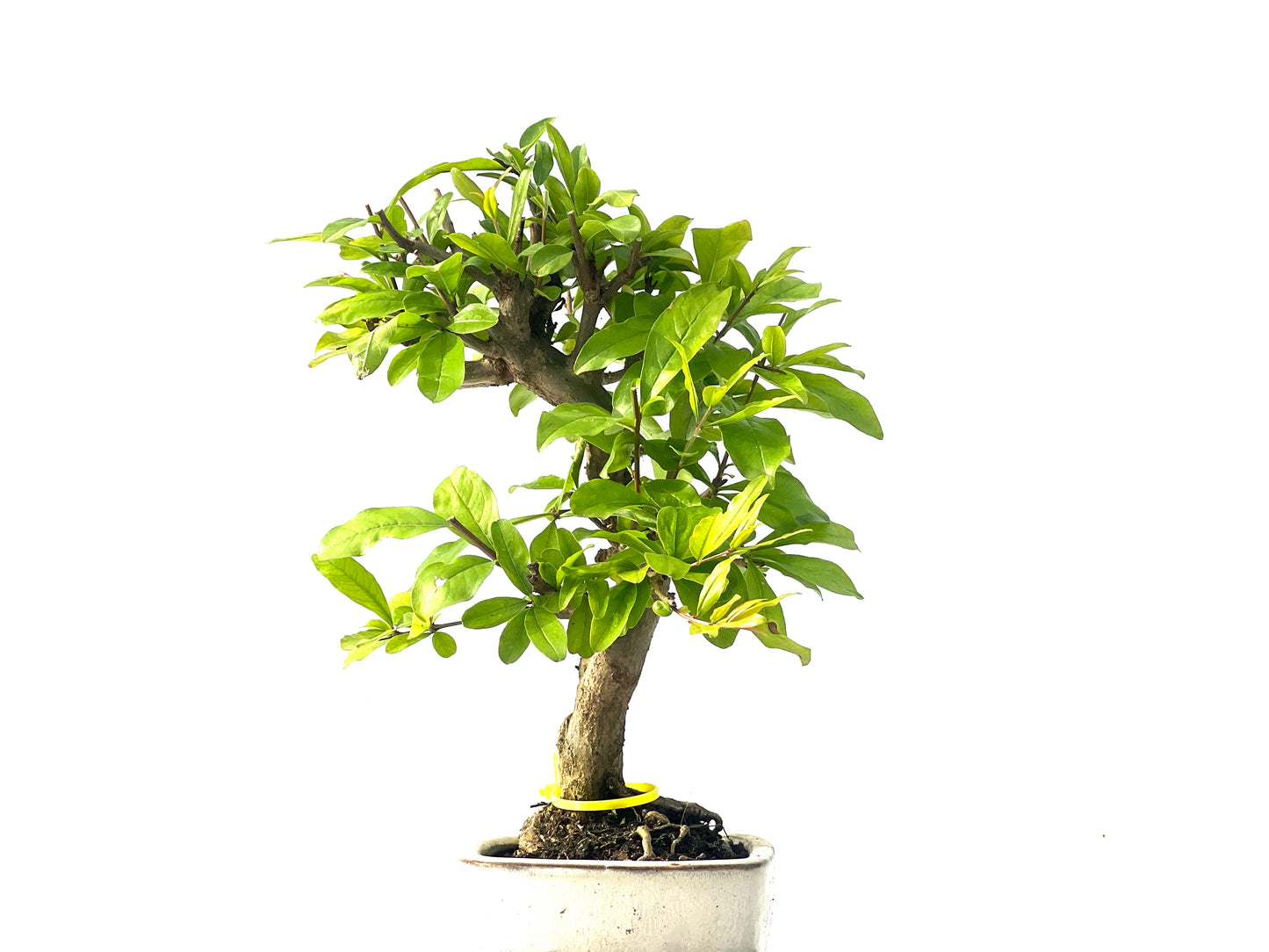 Punica Granatum Nejikan 2080