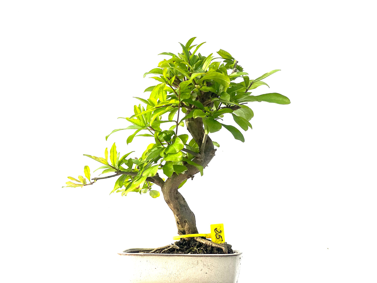 Punica Granatum Nejikan 2080