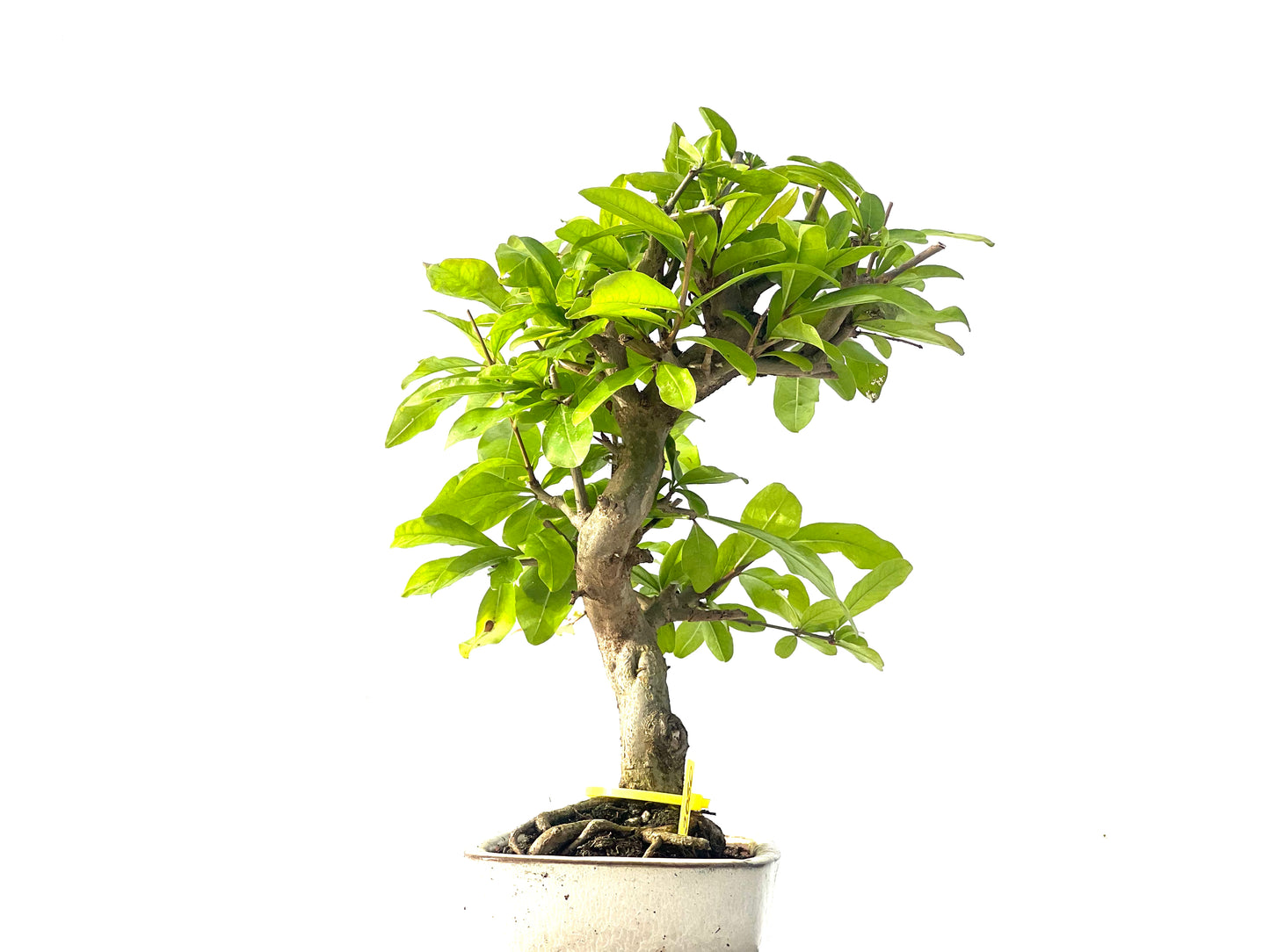 Punica Granatum Nejikan 2080