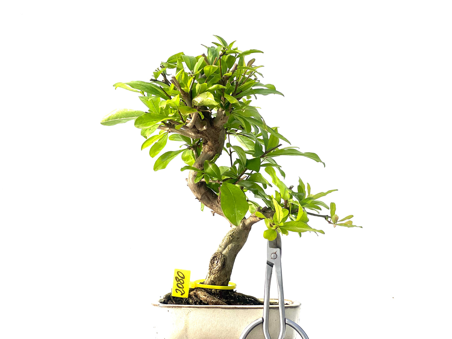 Punica Granatum Nejikan 2080