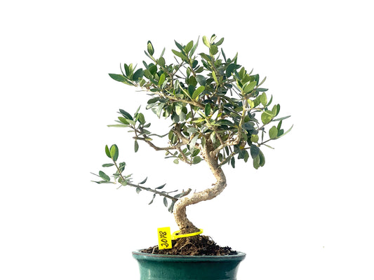Olea Europaea Sylvestris 2078
