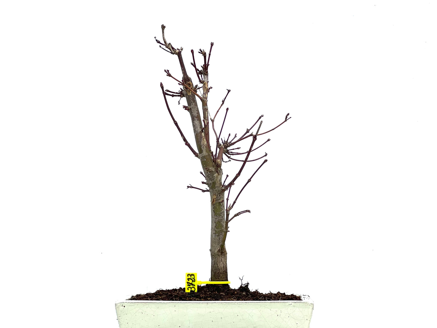Acer Palmatum Deshojo 3723