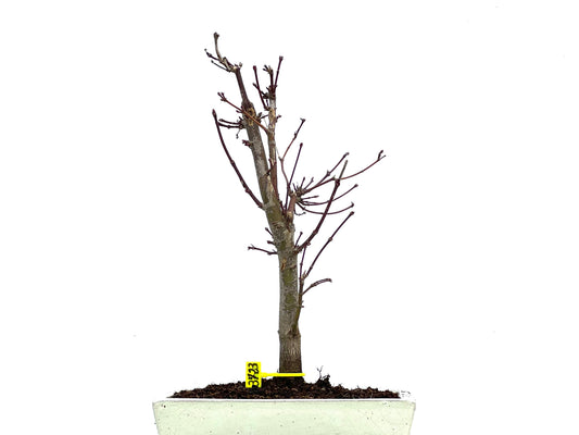 Acer Palmatum Deshojo 3723