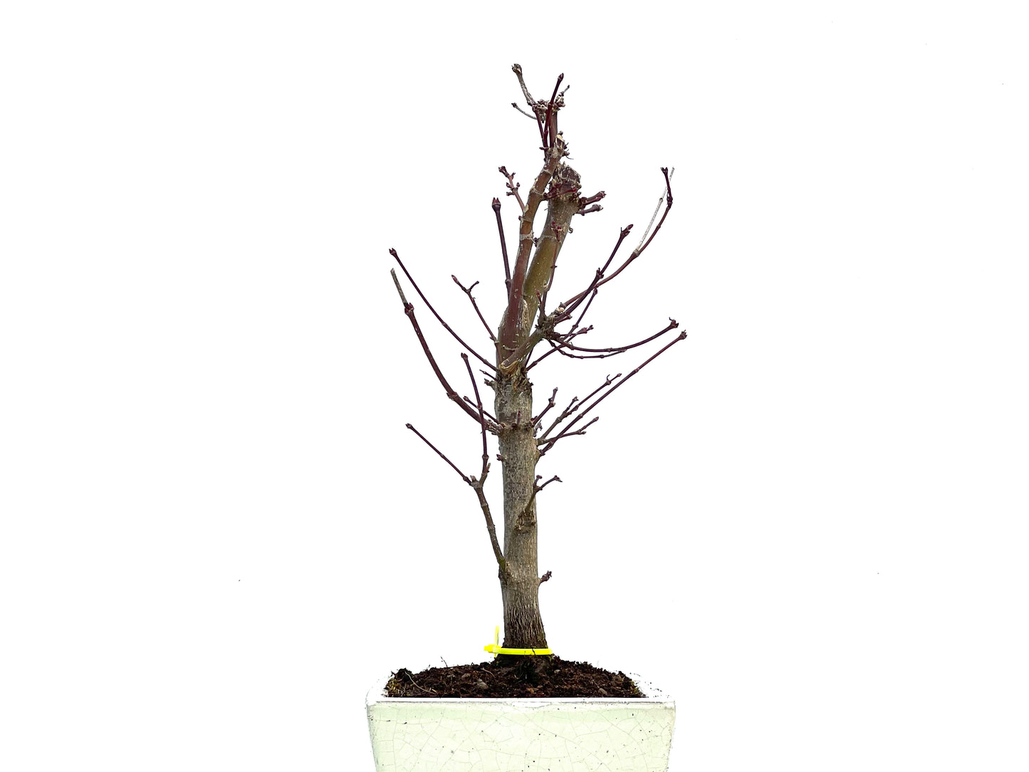 Acer Palmatum Deshojo 3723