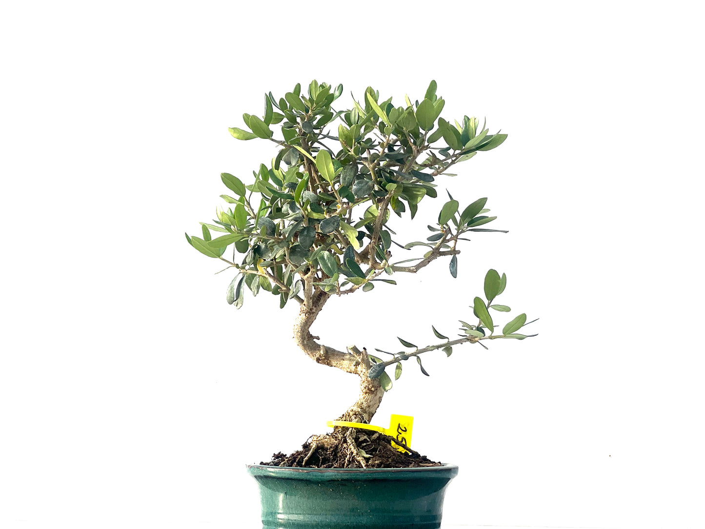 Olea Europaea Sylvestris 2078