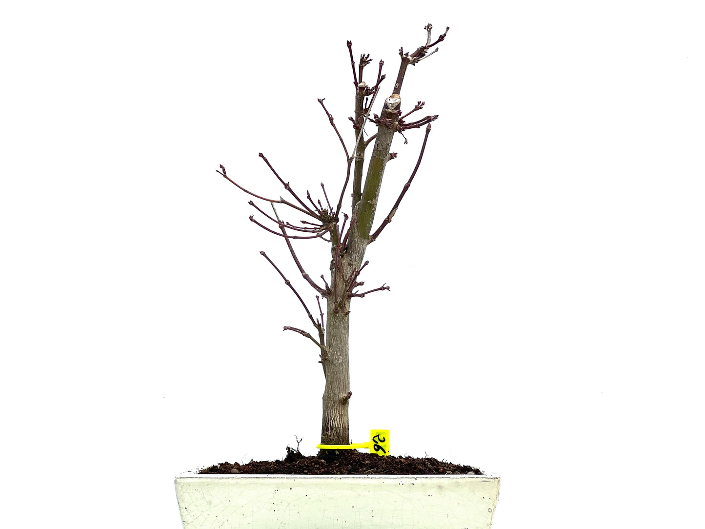Acer Palmatum Deshojo 3723