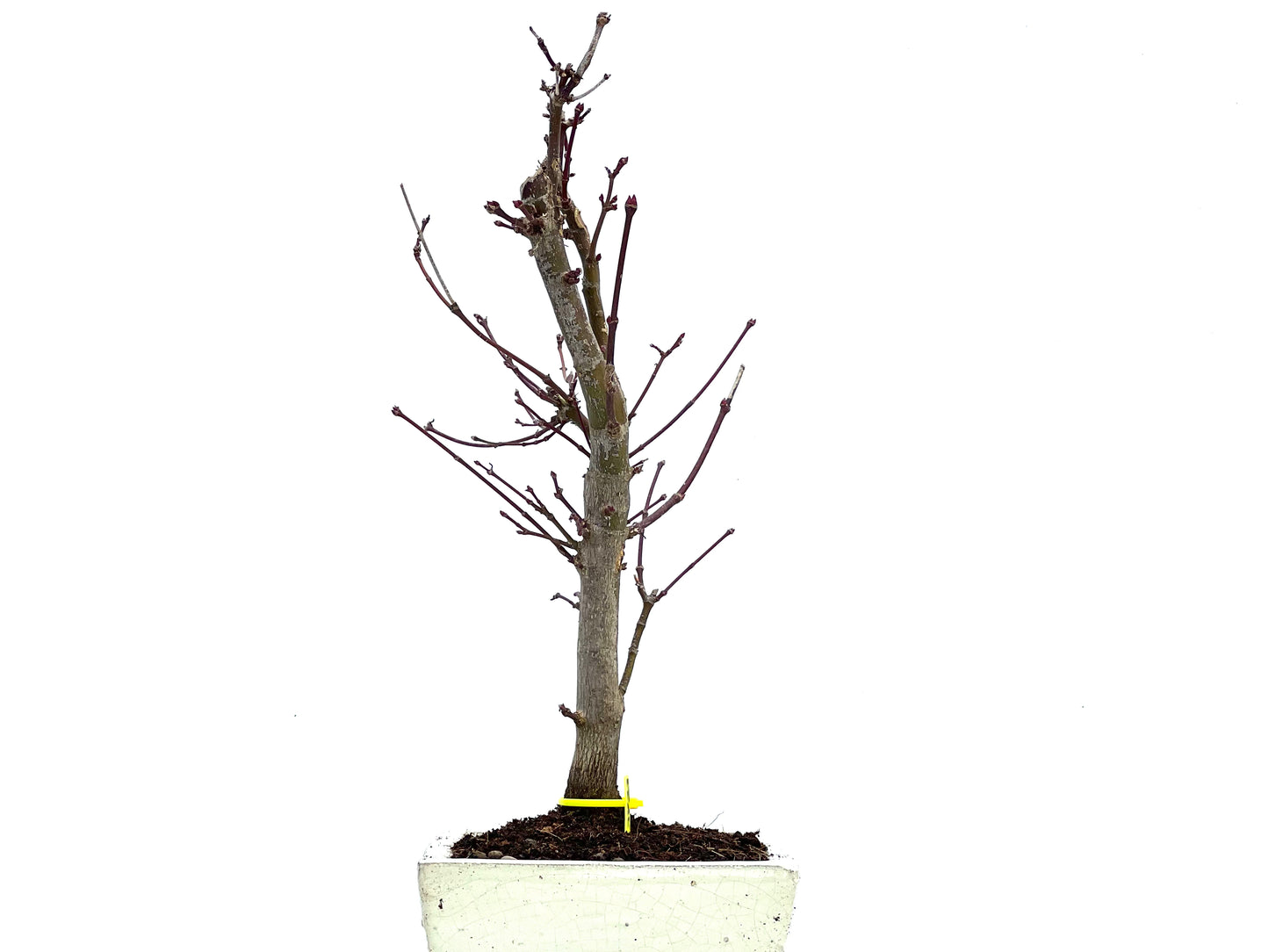 Acer Palmatum Deshojo 3723