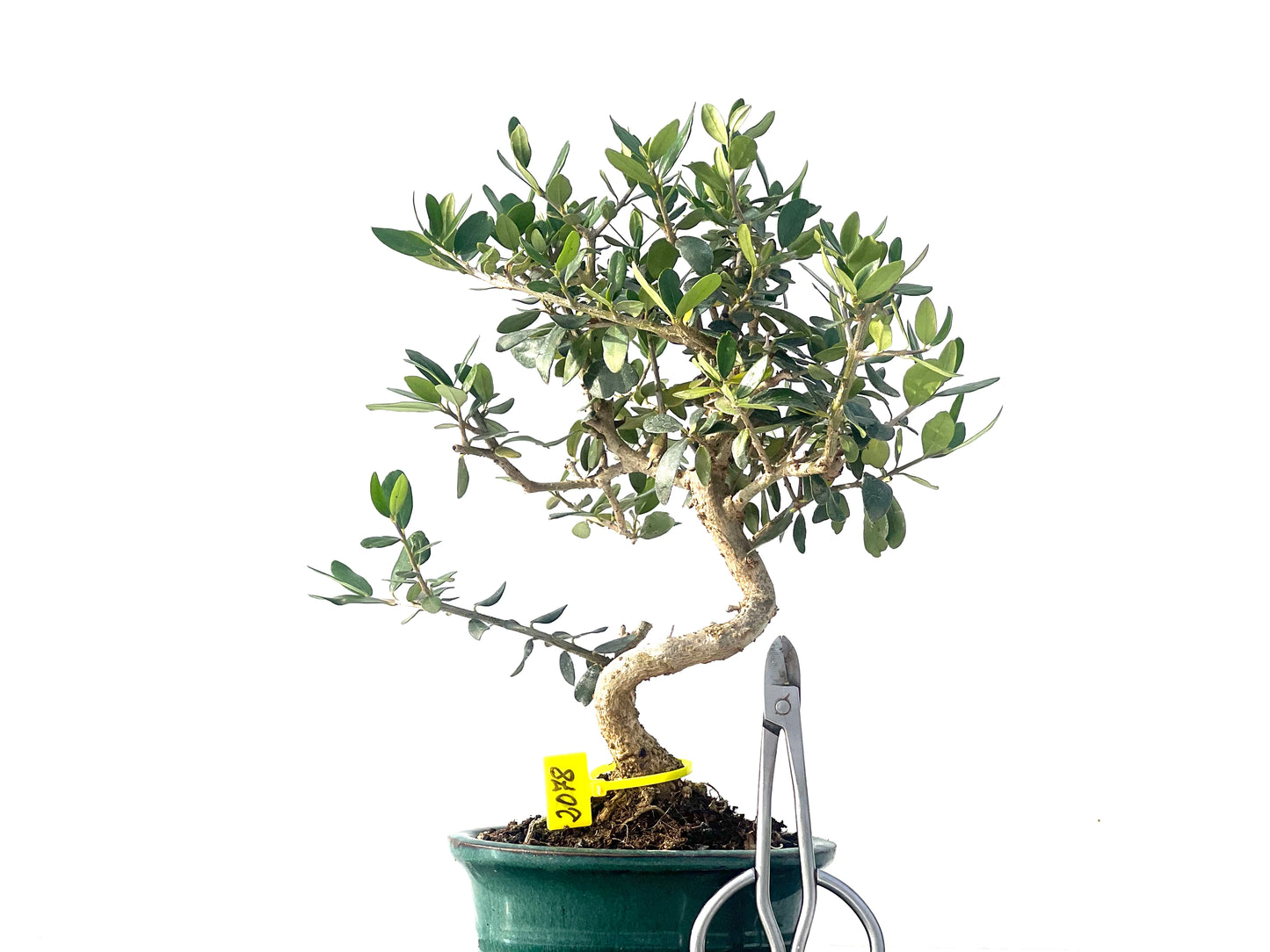 Olea Europaea Sylvestris 2078