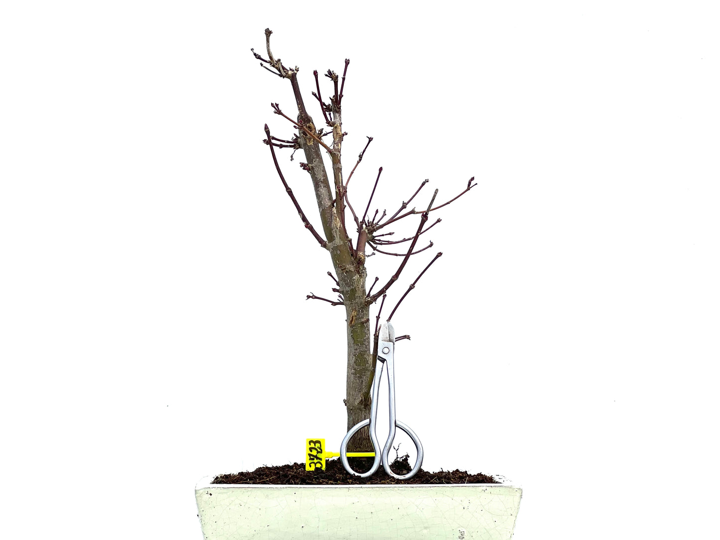 Acer Palmatum Deshojo 3723
