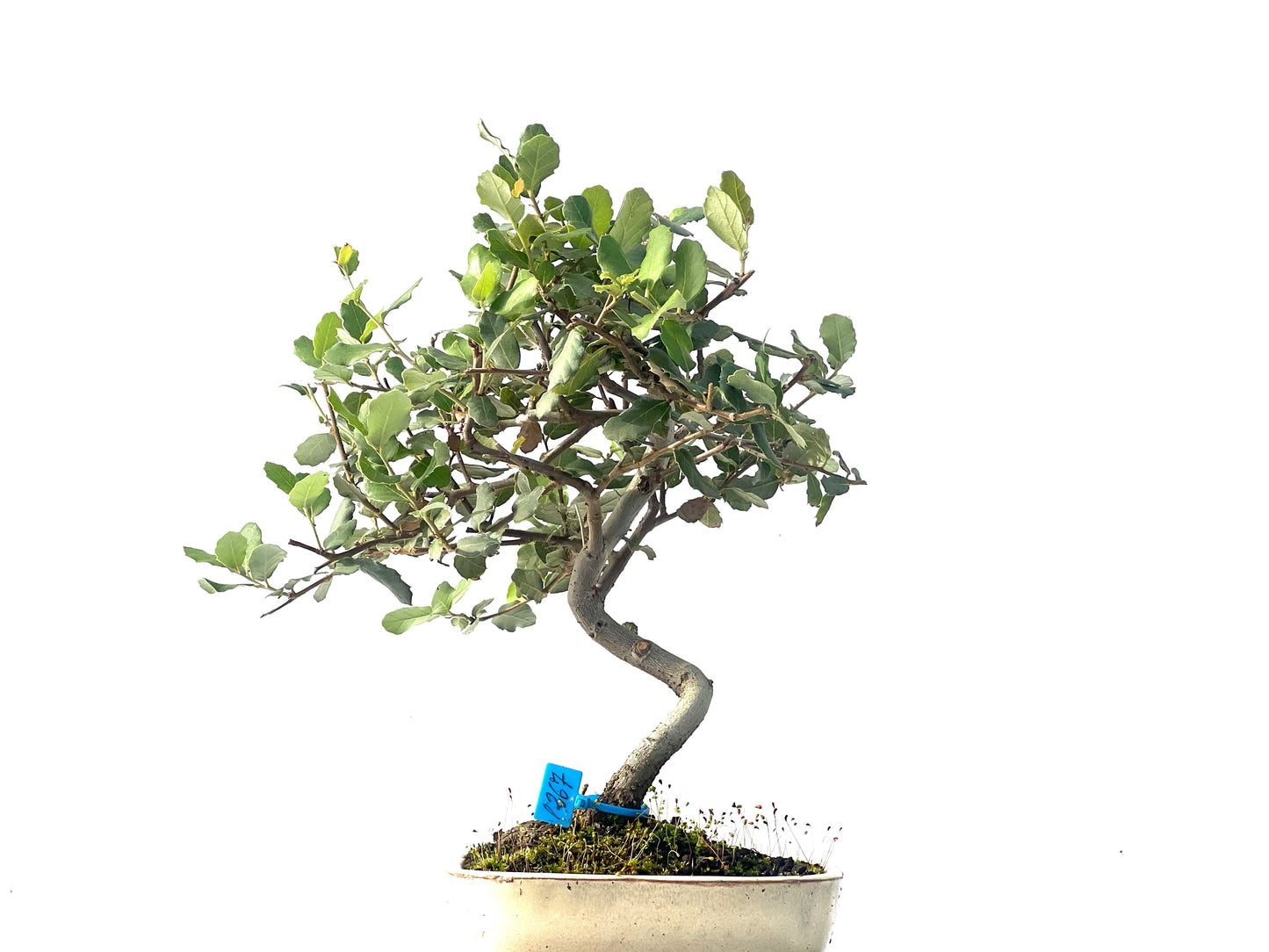 Quercus Suber 1267