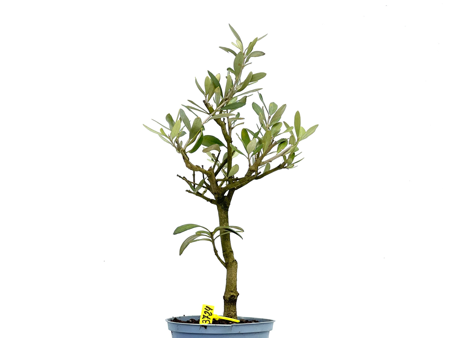 Olea Europaea 3724